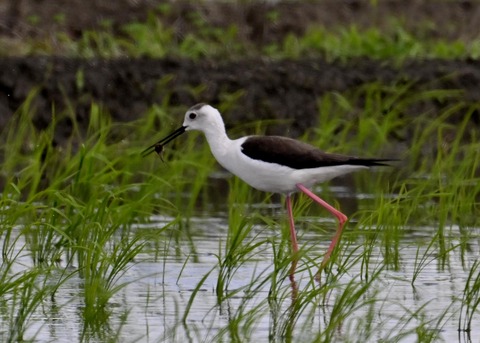 餌捕りセイタカシギ♀0052