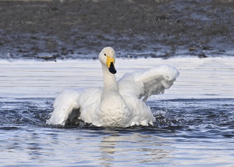 オオハクチョウ4195