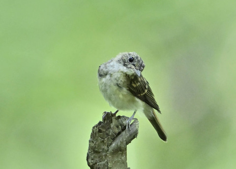 キビタキ幼鳥3556