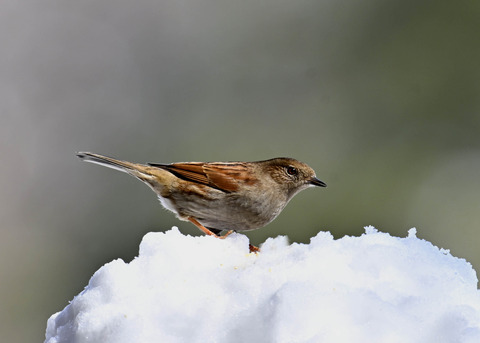 カヤクグリ5122