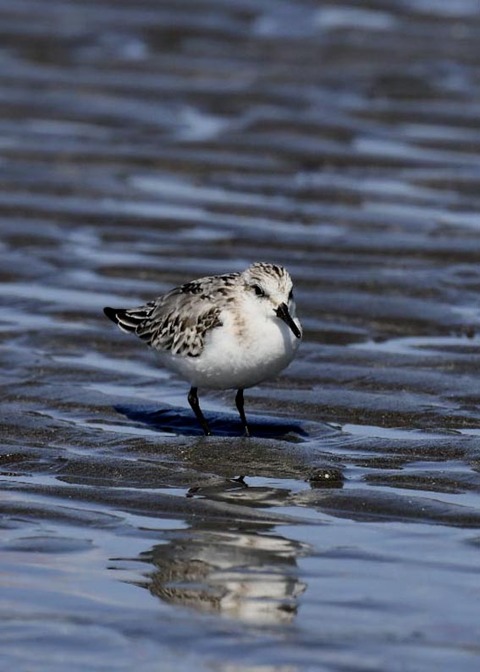 ミユビシギ夏羽→冬羽8843