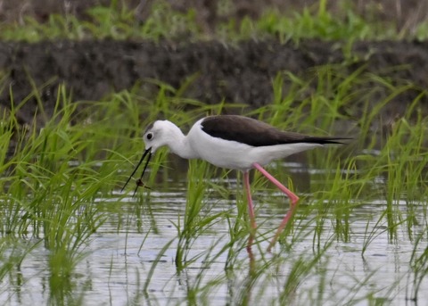 餌捕りセイタカシギ♀0053