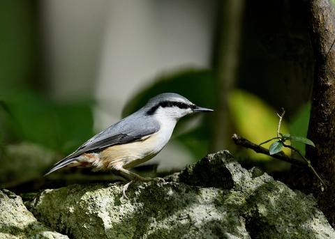 ゴジュウカラ0352