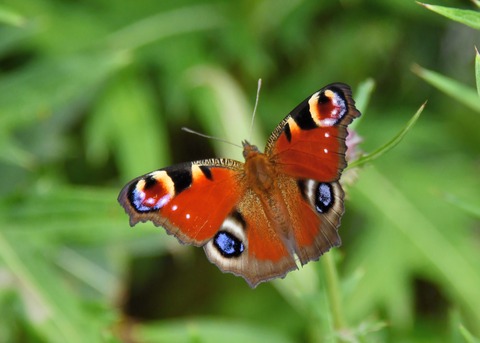 クジャクチョウ5503