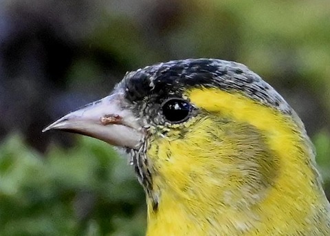 マヒワ♂0800(0833)