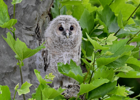フクロウの雛5983