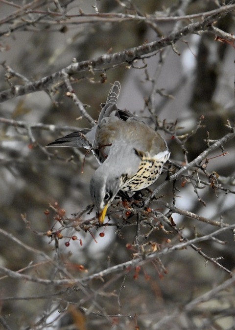 ノハラツグミ1386