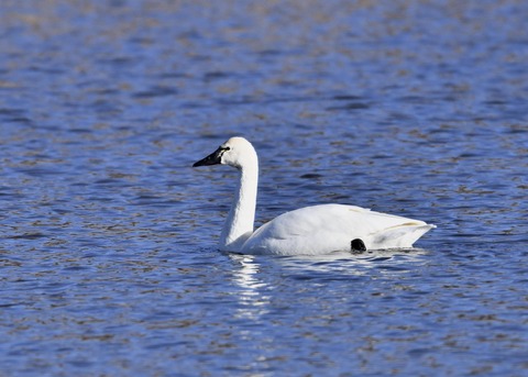 アメリカコハクチョウ②0443