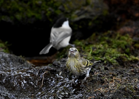 マヒワ♀1856