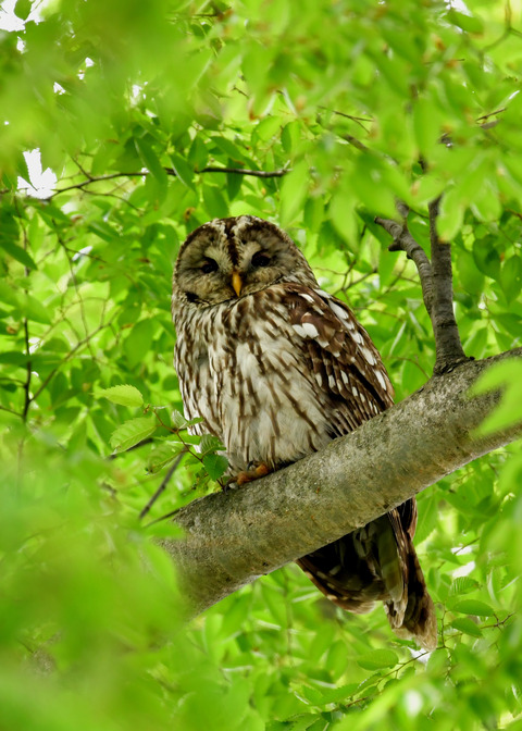 フクロウ♀2530