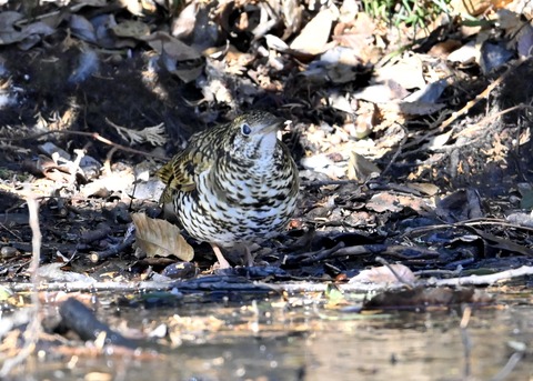 トラツグミ7078