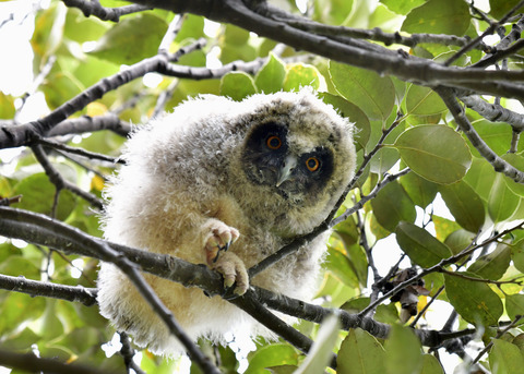 トラフズクのヒナ⑤8312