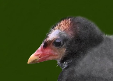 バンのヒナ2000