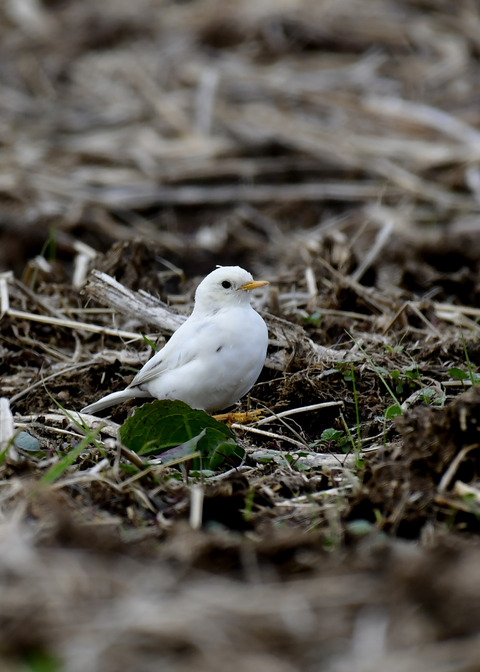 タヒバリ(白化)6482
