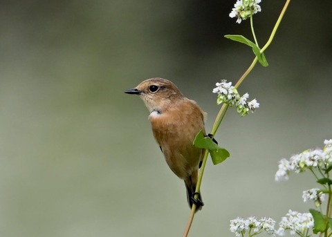 ノビタキ♀3844