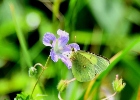 ミヤマモンキチョウ♂2287