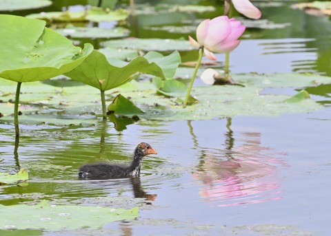 オオバンのヒナ1410