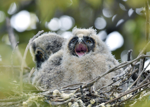 トラフズクのヒナ③7052
