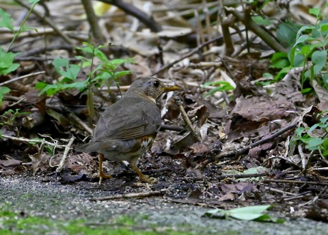 クロツグミ♂幼鳥8786