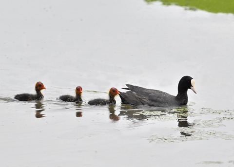 オオバン親子7877