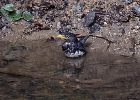 クロツグミ♂3344