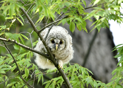 フクロウのヒナ②0115