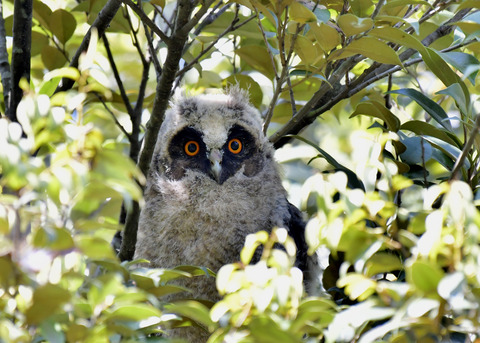 トラフズクのヒナ0019