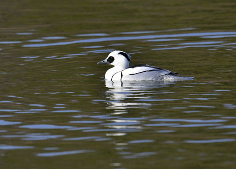 ミコアイサ♂0216◎
