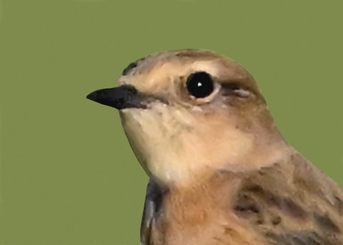 ノビタキ♀4000