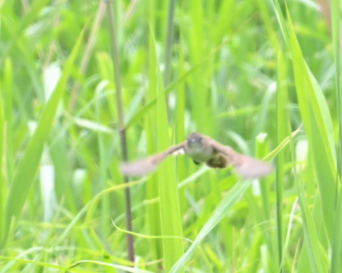 飛ぶオオセッカ8303