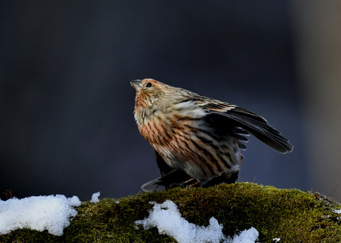 オオマシコ若鳥9564