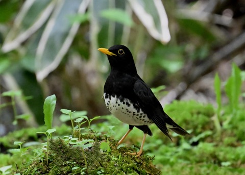 クロツグミ♂4165