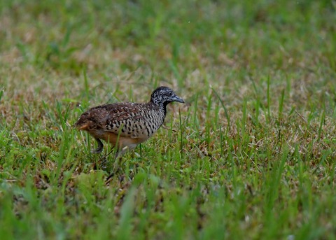 ミフウズラ♀1221