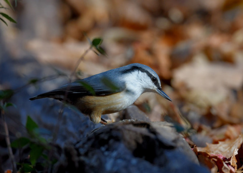 ゴジュウカラ0640