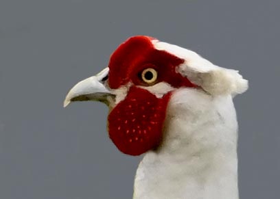 キジ♂白化0001(1476)