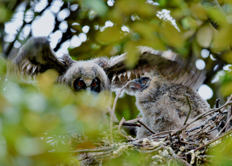 トラフズクのヒナ③④6891