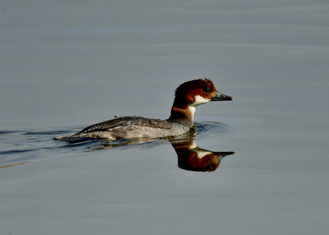 ミコアイサ♀9119