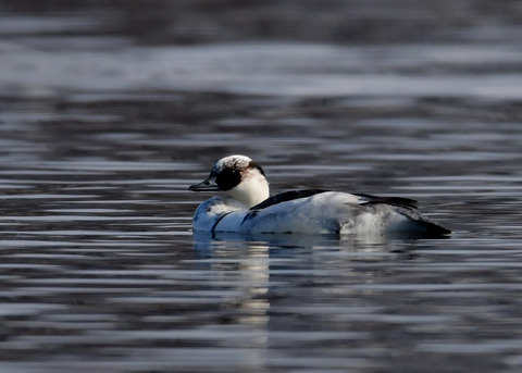 ミコアイサ♂8882