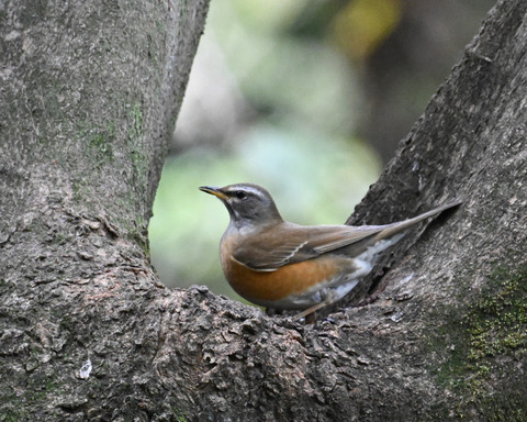 マミチャジナイ2723