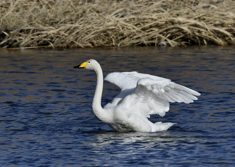 オオハクチョウ8637