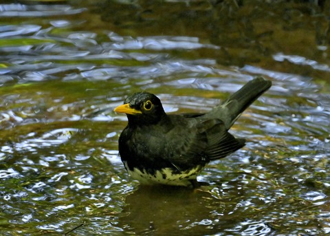 クロツグミ♂5571