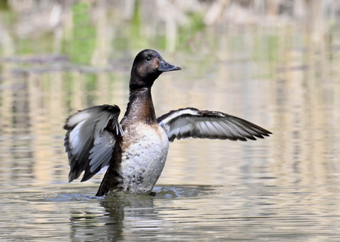アカハジロ♀3854