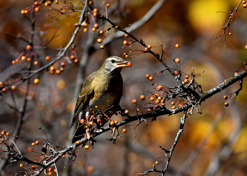 マミチャジナイ1226