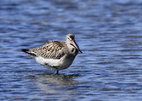 オオソリハシシギ9171