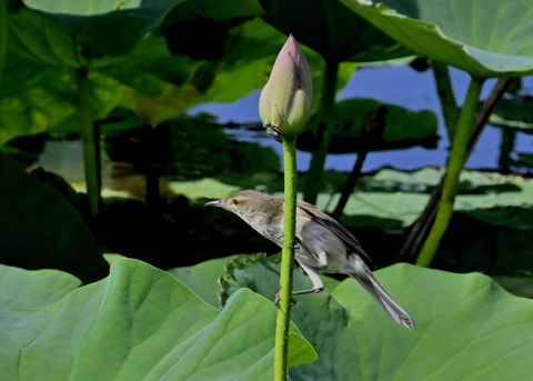 オオヨシキリ4143