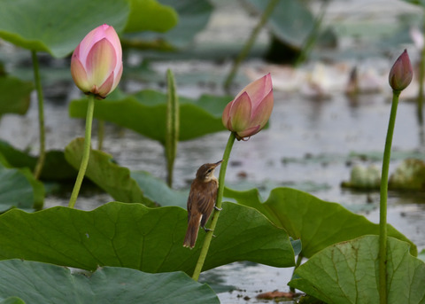 オオヨシキリ3378