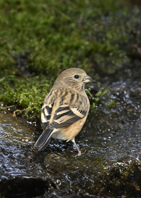 ベニマシコ♀6745