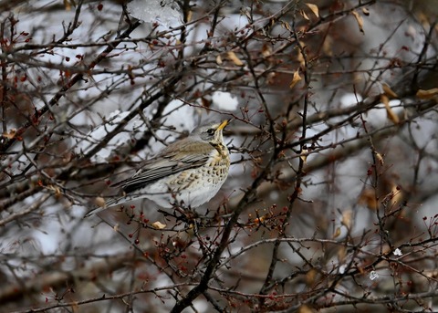 ノハラツグミ1420