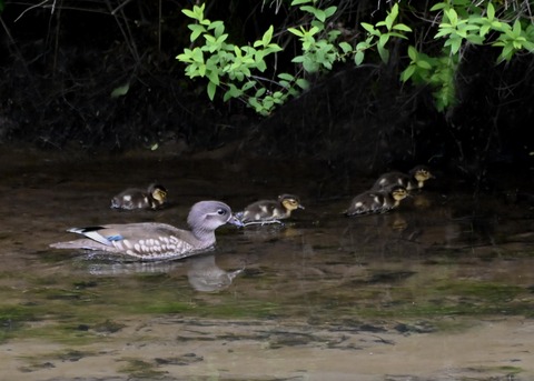 オシドリ親子5981