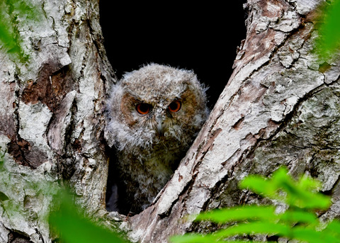 オオコノハズクのヒナ③3630